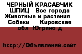 ЧЕРНЫЙ КРАСАВЧИК ШПИЦ - Все города Животные и растения » Собаки   . Кировская обл.,Югрино д.